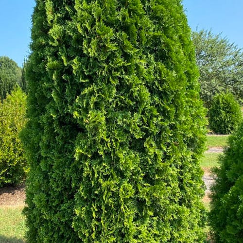 First Editions® Tall Guy® Arborvitae: Thuja occidentalis 'RutThu5' PP35,180