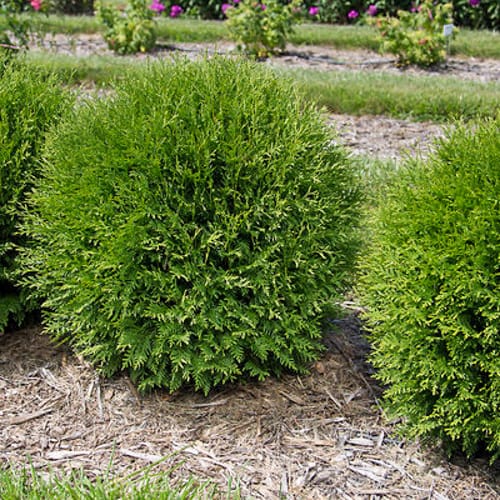 First Editions® Planet Earth® Arborvitae: Thuja occidentalis ''RutThu4' PP35,297 preview 3
