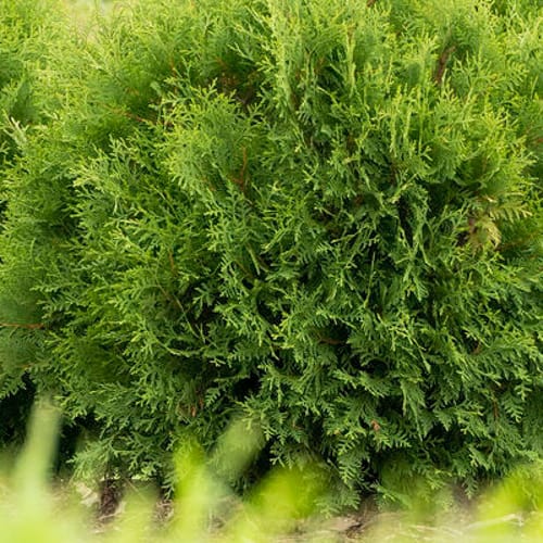 First Editions® Planet Earth® Arborvitae: Thuja occidentalis ''RutThu4' PP35,297