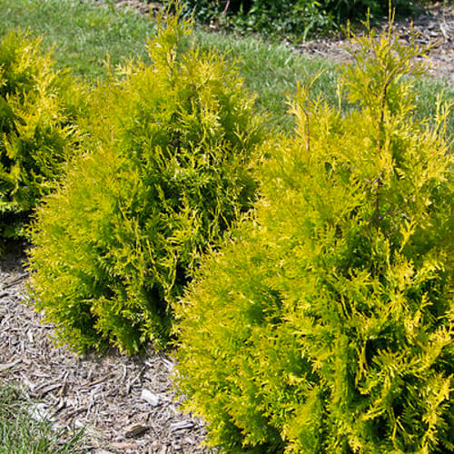 First Editions® Lemon Burst® Arborvitae: Thuja occidentalis  'RutThu3' PP35,206 preview 2