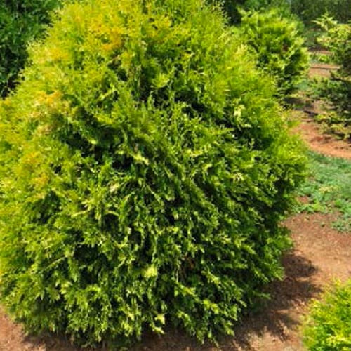 First Editions® Lemon Burst® Arborvitae: Thuja occidentalis  'RutThu3' PP35,206 preview 4