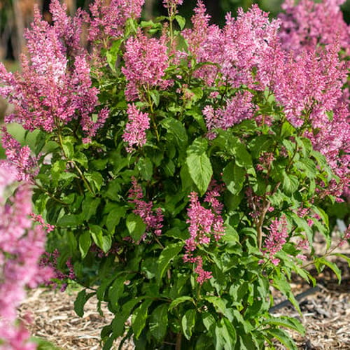 First Editions® Pinktini™ Lilac: Syringa x prestoniae 'Jeftini' PP32,724 preview 3