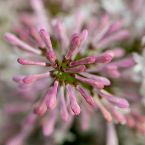 First Editions® Little Lady™ Lilac: Syringa x 'Jeflady' PP30,331 preview 7