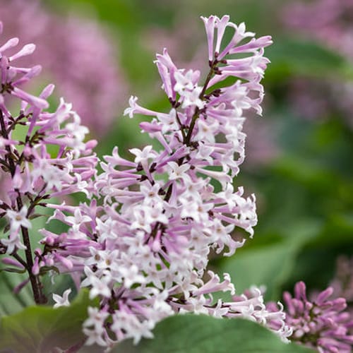 First Editions® Little Lady™ Lilac: Syringa x 'Jeflady' PP30,331 preview 8