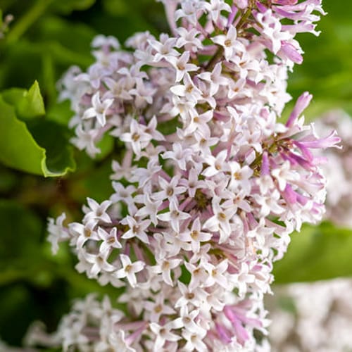 First Editions® Little Lady™ Lilac: Syringa x 'Jeflady' PP30,331