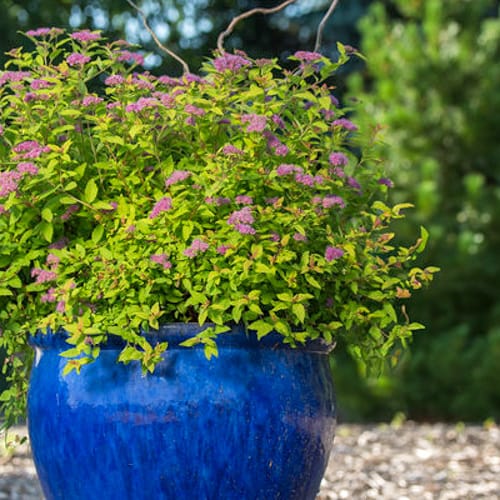 First Editions® Little Spark®  Spirea: Spiraea japonica 'Minspil04' PP30,819 preview 3