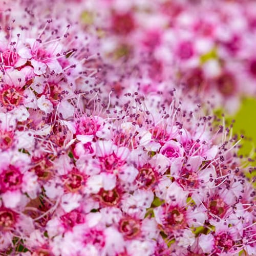 First Editions® Little Spark®  Spirea: Spiraea japonica 'Minspil04' PP30,819 preview 6
