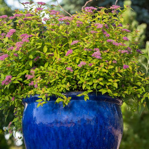 First Editions® Little Spark®  Spirea: Spiraea japonica 'Minspil04' PP30,819 preview 7
