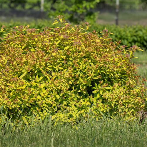 First Editions® Little Spark®  Spirea: Spiraea japonica 'Minspil04' PP30,819 preview 10