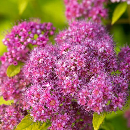 First Editions® Little Spark®  Spirea: Spiraea japonica 'Minspil04' PP30,819