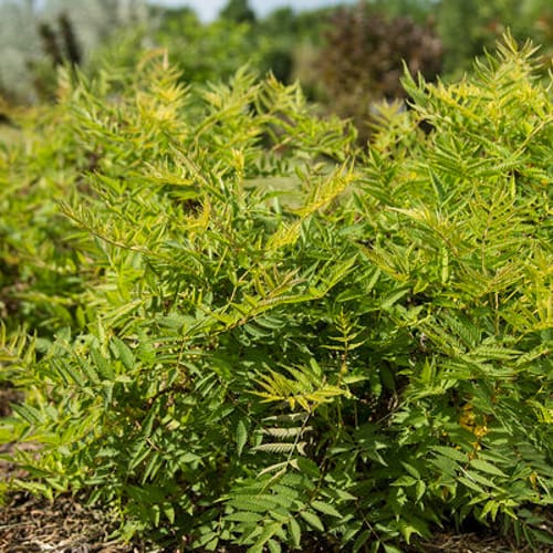 First Editions® Matcha Ball® Ash Leaf Spirea: Sorbaria sorbifolia 'Levgreen' PP31,202 preview 6