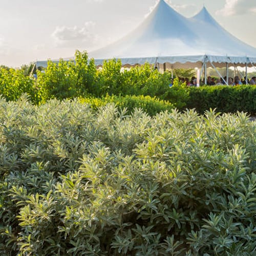 First Editions® Iceberg Alley® Sageleaf Willow: Salix candida 'Jefberg' preview 2
