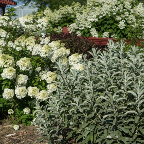 First Editions® Iceberg Alley® Sageleaf Willow: Salix candida 'Jefberg' preview 11