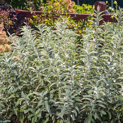 First Editions® Iceberg Alley® Sageleaf Willow: Salix candida 'Jefberg' preview 6