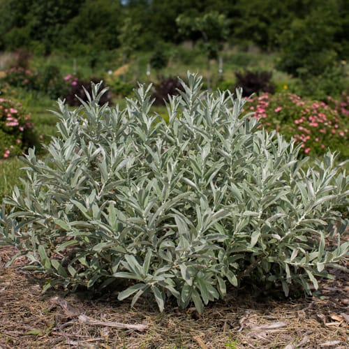 First Editions® Iceberg Alley® Sageleaf Willow: Salix candida 'Jefberg' preview 10