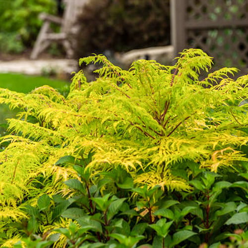 First Editions® Tiger Eyes® Cutleaf Staghorn Sumac: Rhus typhina 'Bailtiger' PP16,185