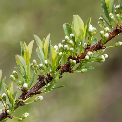First Editions® Jade Parade® Sand Cherry: Prunus pumila 'UCONNPP002' PP33,014 preview 2