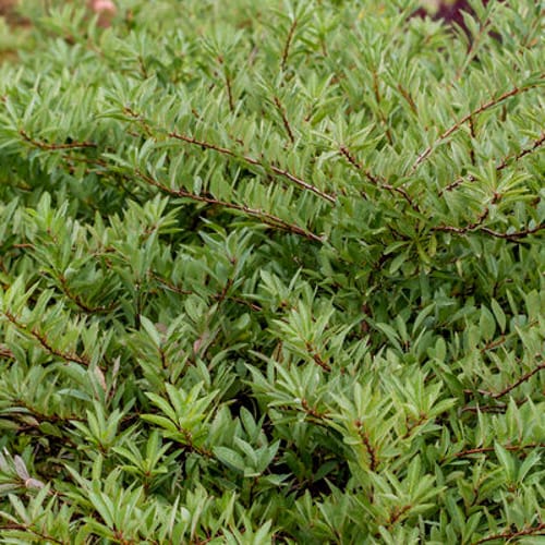 First Editions® Jade Parade® Sand Cherry: Prunus pumila 'UCONNPP002' PP33,014