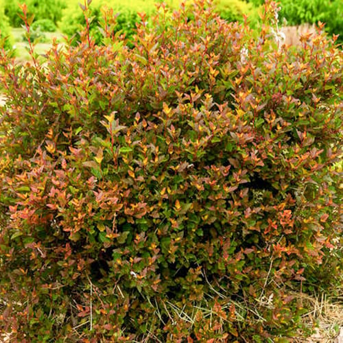First Editions® Spicy Devil® Ninebark: Physocarpus opulifolius 'ZLENatalie' PP34,244 preview 2