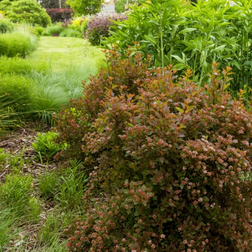 First Editions® Spicy Devil® Ninebark: Physocarpus opulifolius 'ZLENatalie' PP34,244 preview 10