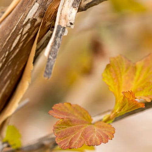 First Editions® Amber Jubilee™ Ninebark: Physocarpus opulifolius 'Jefam' PP23,177 preview 4