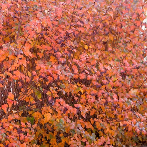 First Editions® Amber Jubilee™ Ninebark: Physocarpus opulifolius 'Jefam' PP23,177 preview 5