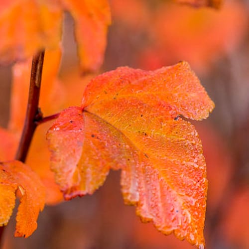 First Editions® Amber Jubilee™ Ninebark: Physocarpus opulifolius 'Jefam' PP23,177 preview 6