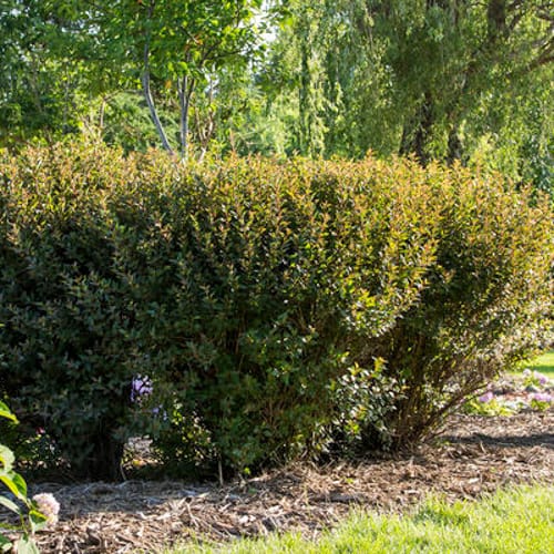 First Editions® Little Devil™ Ninebark: Physocarpus opulifolius 'Donna May' PP22,634 preview 4