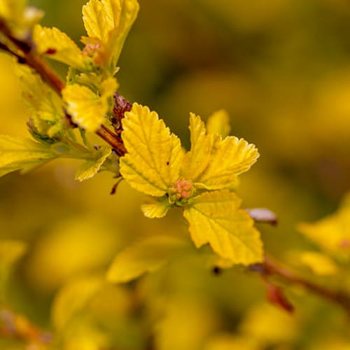 First Editions® Lucky Devil® Ninebark: Physocarpus opulifolius  'ZLEMichael' PP34,243 preview 2