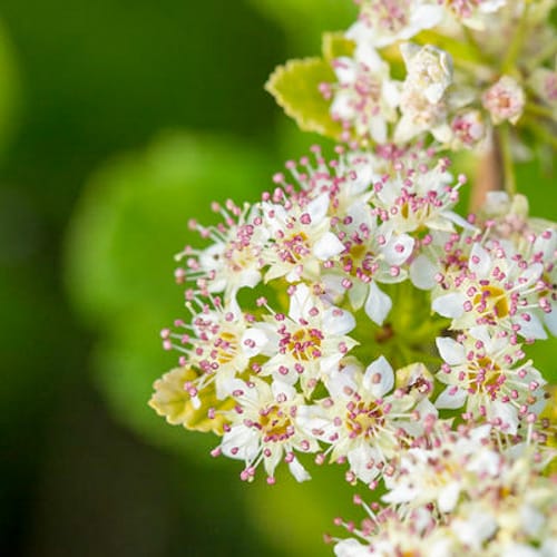 First Editions® Lucky Devil® Ninebark: Physocarpus opulifolius  'ZLEMichael' PP34,243 preview 3