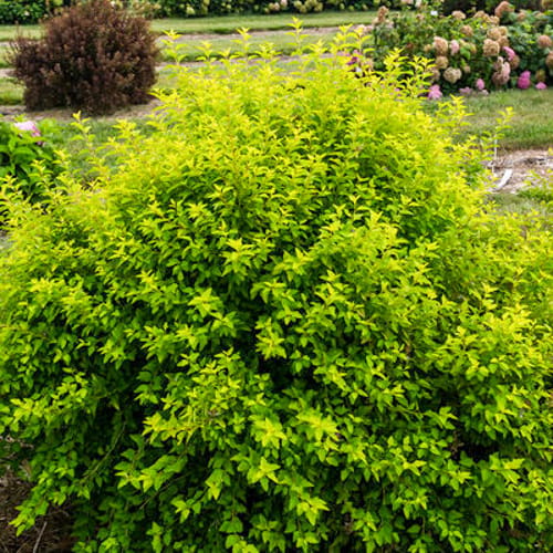 First Editions® Lucky Devil® Ninebark: Physocarpus opulifolius  'ZLEMichael' PP34,243 preview 7