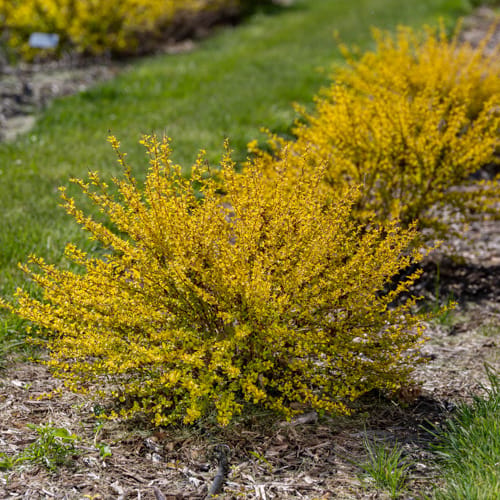 First Editions® Lucky Devil® Ninebark: Physocarpus opulifolius  'ZLEMichael' PP34,243 preview 10