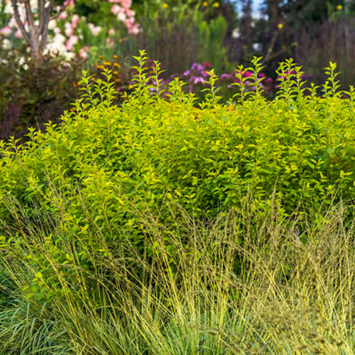 First Editions® Lucky Devil® Ninebark: Physocarpus opulifolius  'ZLEMichael' PP34,243