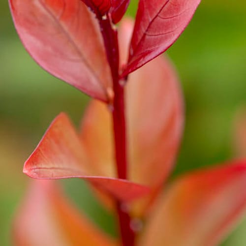 First Editions® Cool Glow® Pomegranate Nandina: Nandina domestica 'ZhNan53' PP32,422 preview 3