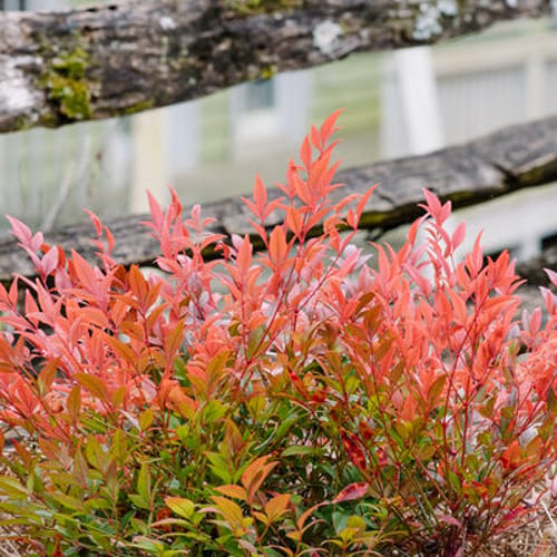 First Editions® Cool Glow® Pomegranate Nandina: Nandina domestica 'ZhNan53' PP32,422 preview 4
