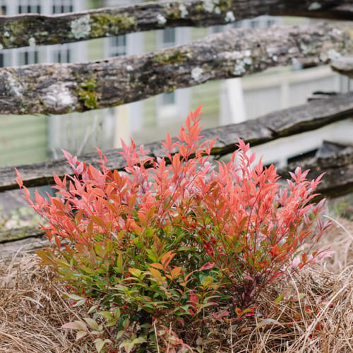 First Editions® Cool Glow® Pomegranate Nandina: Nandina domestica 'ZhNan53' PP32,422 preview 7