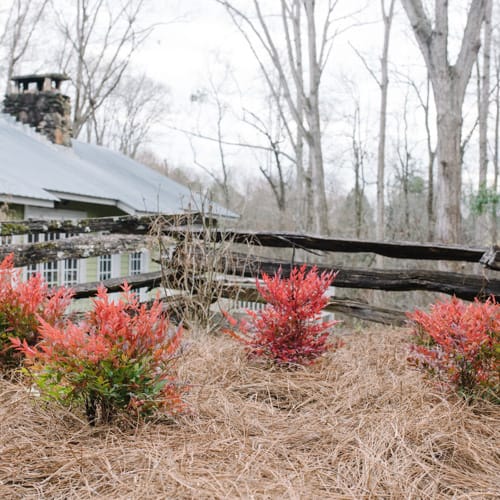 First Editions® Cool Glow® Pomegranate Nandina: Nandina domestica 'ZhNan53' PP32,422 preview 8