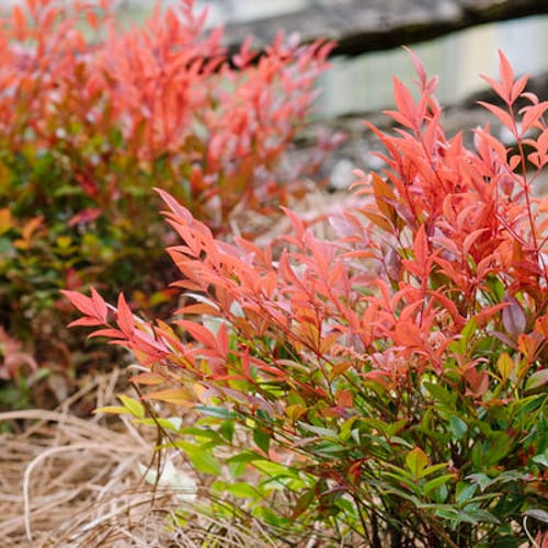 First Editions® Cool Glow® Pomegranate Nandina: Nandina domestica 'ZhNan53' PP32,422