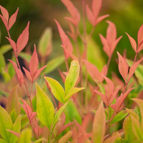 First Editions® Cool Glow® Peach Nandina: Nandina domestica 'ZhNan28' PP32,397 preview 2
