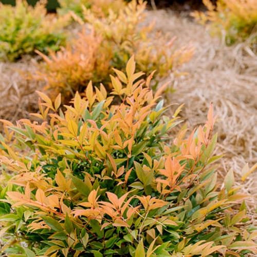 First Editions® Cool Glow® Peach Nandina: Nandina domestica 'ZhNan28' PP32,397 preview 4