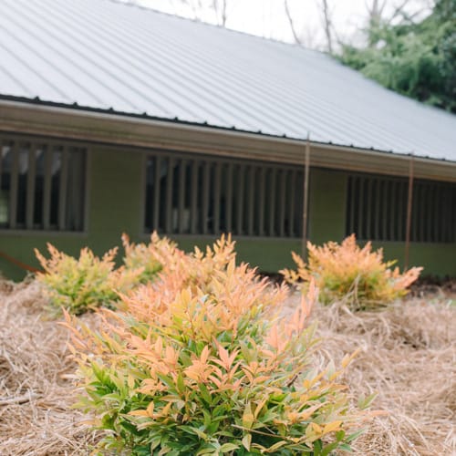 First Editions® Cool Glow® Peach Nandina: Nandina domestica 'ZhNan28' PP32,397 preview 7