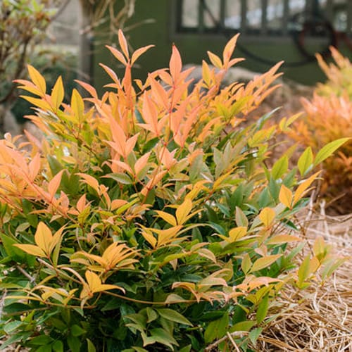 First Editions® Cool Glow® Peach Nandina: Nandina domestica 'ZhNan28' PP32,397