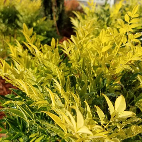 First Editions® Cool Glow® Lime Nandina: Nandina domestica 'ZhNan102' PP32,470 preview 2