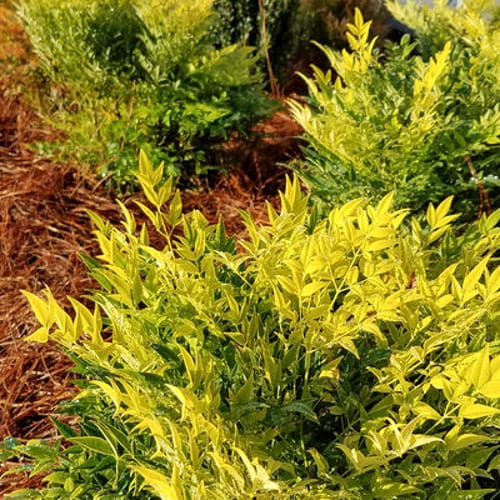 First Editions® Cool Glow® Lime Nandina: Nandina domestica 'ZhNan102' PP32,470 preview 3