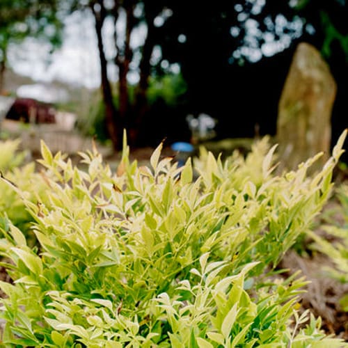 First Editions® Cool Glow® Lime Nandina: Nandina domestica 'ZhNan102' PP32,470 preview 6