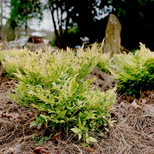First Editions® Cool Glow® Lime Nandina: Nandina domestica 'ZhNan102' PP32,470 preview 7