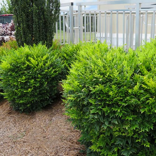 First Editions® Cool Glow® Lime Nandina: Nandina domestica 'ZhNan102' PP32,470