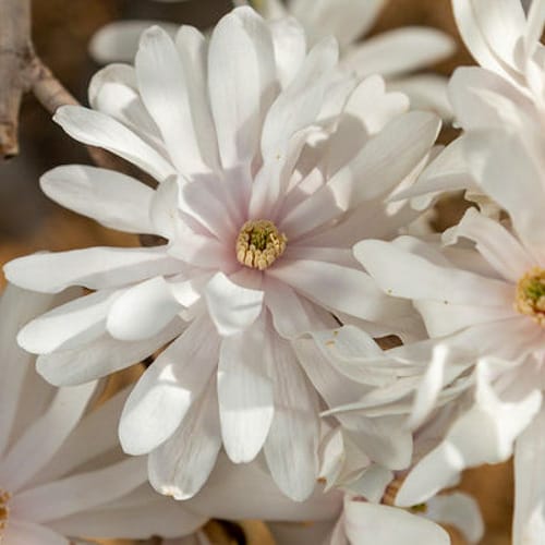 First Editions® Centennial Blush Star Magnolia: Magnolia stellata 'Centennial Blush' PP22,248 preview 2