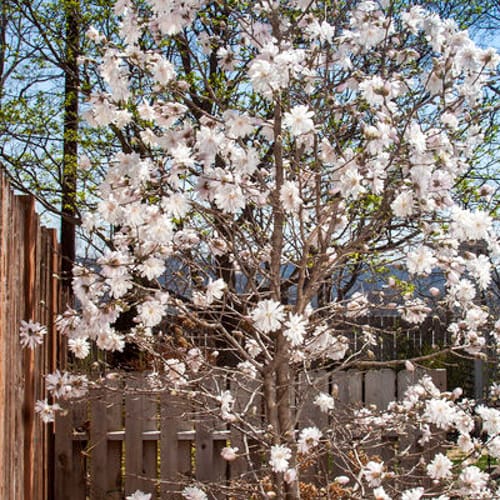 First Editions® Centennial Blush Star Magnolia: Magnolia stellata 'Centennial Blush' PP22,248 preview 4