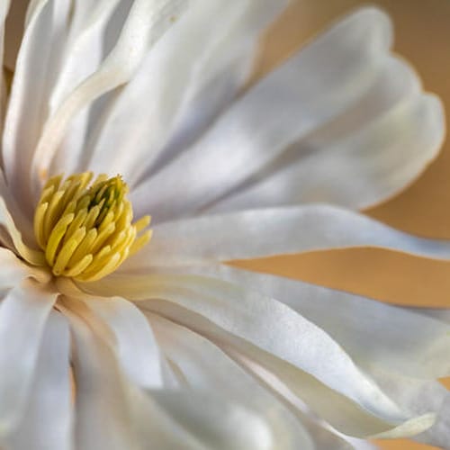First Editions® Centennial Blush Star Magnolia: Magnolia stellata 'Centennial Blush' PP22,248 preview 5